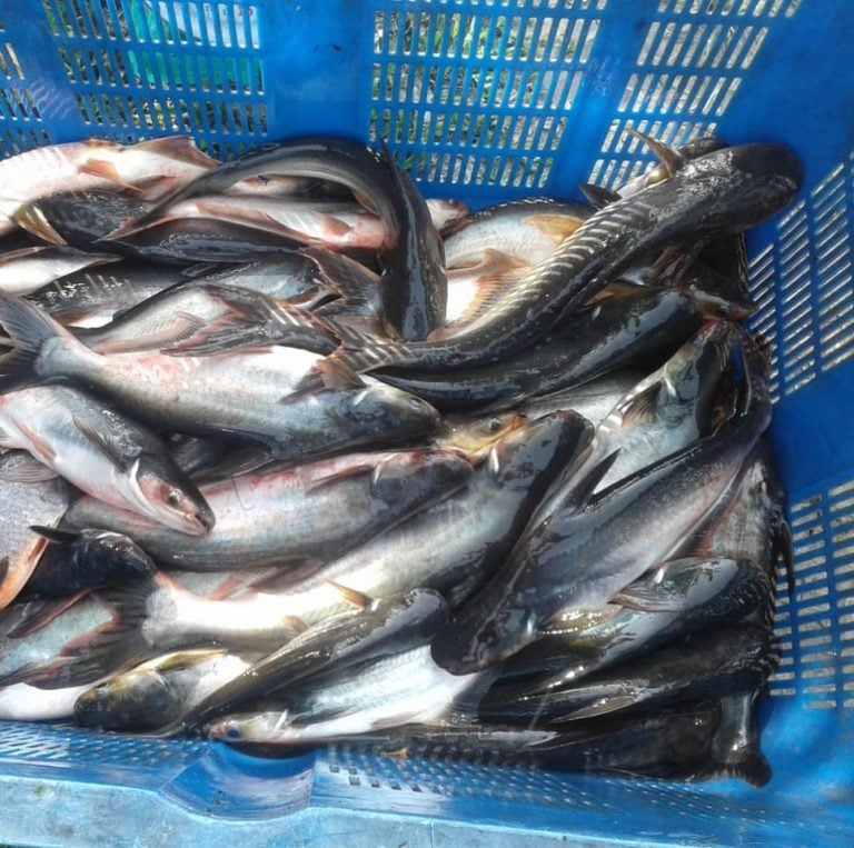 Ikan patin , Manfaat ikan patin