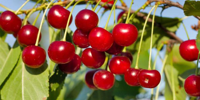 Buah ceri , Manfaat buah ceri bagi kesehatan