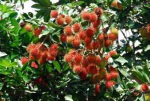 Buah rambutan , Manfaat buah rambutan , Rambutan