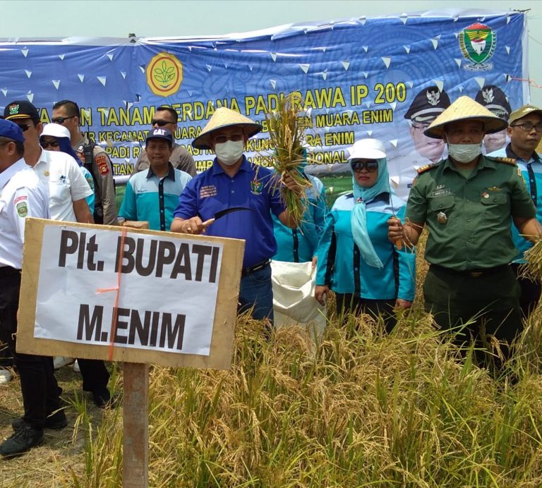 Panen Raya , Tanam Padi Perdana