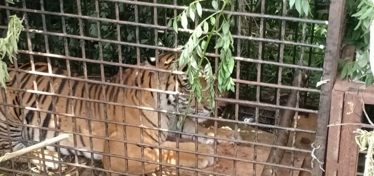 Harimau