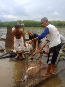 Camat Lais , ikan pari raksasa dengan bobot 200 , Kades teluk kijing 1