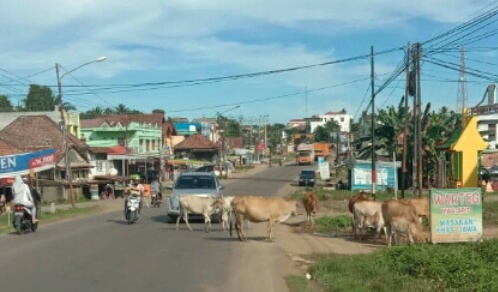 GEROMBOLAN HEWAN TERNAK ASIK