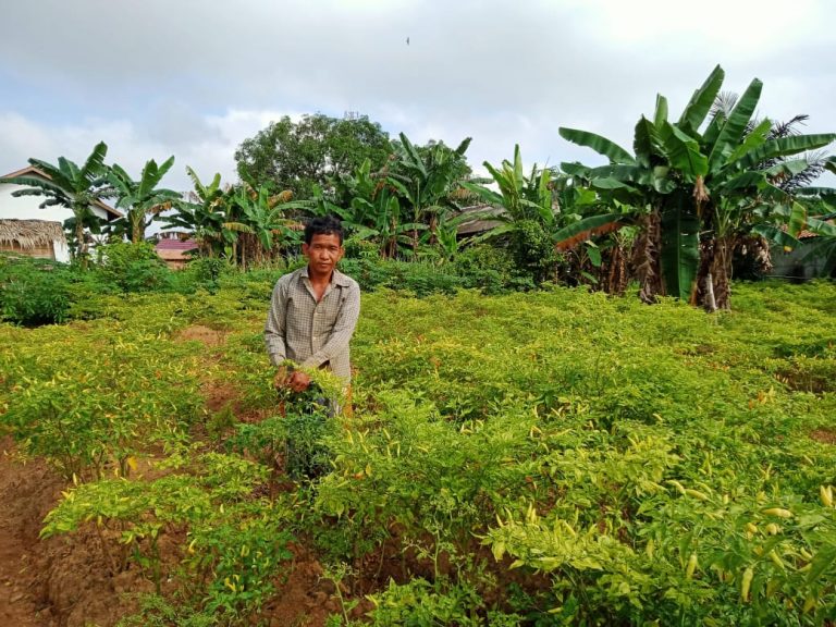 Petani cabai