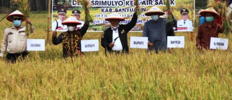 Bupati banyuasin , Bupati dan DPRD Banyuasin Panen Raya Padi IP