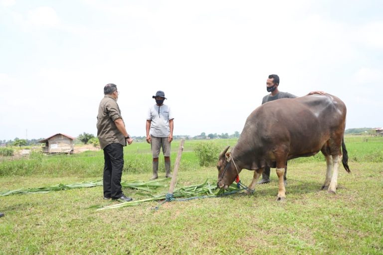 Bupati Dodi Reza Pastikan Hewan Kurban di Muba Sehat